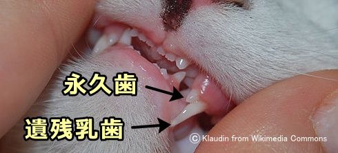 猫の乳歯遺残～萌出しはじめの永久歯と、残存している乳歯が共存している