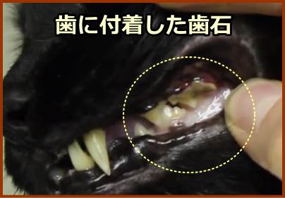 猫の歯に蓄積した歯石の写真