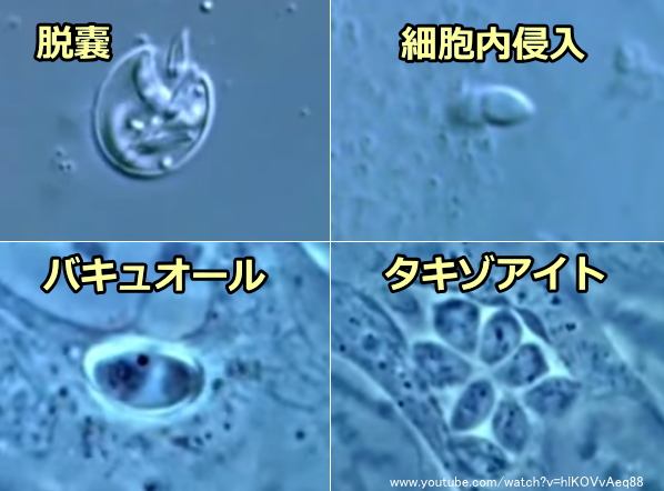 トキソプラズマのライフサイクル～脱嚢・細胞内侵入・バキュオール・タキゾアイト