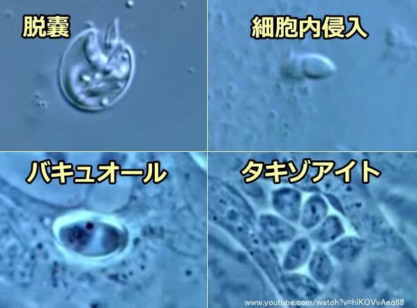 トキソプラズマのライフサイクル～脱嚢・細胞内侵入・バキュオール・タキゾアイト