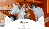 保護猫カフェBatacha・ホームページ