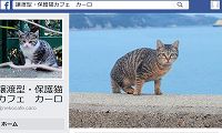 保護猫カフェ・カーロ・Facebook
