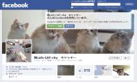猫cafe キャッチー・Facebook