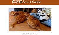 保護猫カフェCatio・ホームページ