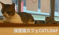 保護猫カフェcatloaf・ホームページ