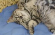 猫カフェちぐら・YouTube