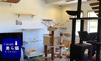 Catcafe美ら猫・ホームページ