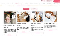 保護猫カフェColors・ホームページ