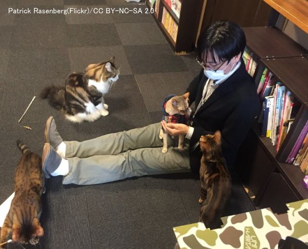 Cat cafe is a trend fads in Japan