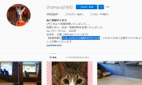 ねこ空間チャモラ・Instagram