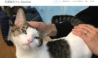 保護猫カフェdear Cat ディアキャット 奈良にある猫カフェ 子猫のへや 保護猫カフェdear Cat ディアキャット 奈良にある猫カフェ 子猫のへや