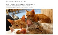 猫のへやエンジョイ・ホームページ