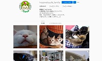 保護ねこcafe familia・Instagram