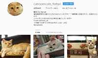 猫カフェflat tail・Instagram