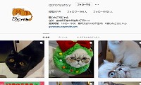 猫Cafeごろにゃん・Instagram