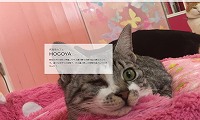 保護猫カフェHOGOYA・ホームページ
