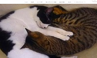 保護猫カフェチャチャ・ホームページ