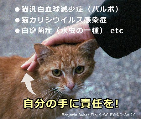 人間の手が感染媒介物になり、猫間の病源菌移動を促す危険性がある