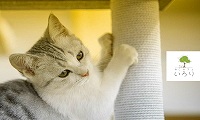 猫カフェいろり・ホームページ