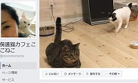 保護猫カフェここねこ・Facebook