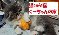 猫cafe宿くーちゃんの家・ホームページ