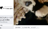 猫カフェキューリグ天神店Facebook
