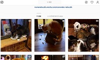 くつろぎ古民家まめ猫・Instagram