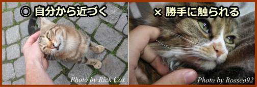 猫は、自分から近づく分には構わないが、