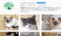 保護猫カフェMeooow!・Instagram