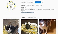保護猫カフェmoco moco・Instagram