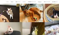 保護猫カフェmoco moco・ホームページ