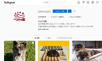 保護猫カフェもどき・Instagram