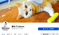 猫カフェbaron バロン 長野にある猫カフェ 子猫のへや 猫カフェbaron バロン 長野にある猫カフェ 子猫のへや