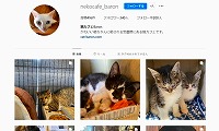 猫カフェBaron・Instagram