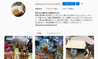 ねこカフェ猫ちゃんの家・Instagram