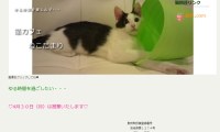 猫カフェねこだまり・ホームページ