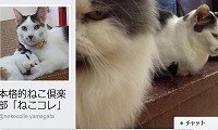 ねこコレ山形店・Facebook