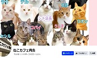 ねこカフェ肉灸・ブログ