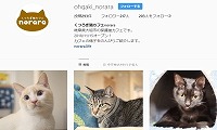 くつろぎ猫カフェnorara・Instagram