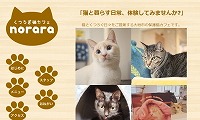くつろぎ猫カフェnorara・ホームページ