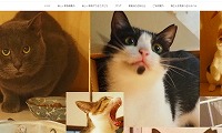 保護猫カフェNyacotto・ホームページ