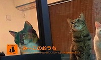 みーこのおうち・ホームページ