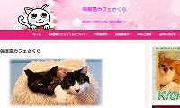 保護猫カフェさくら2号店・ホームページ