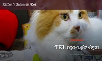 ねこcafe Salon de Kei・ホームページ