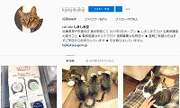 cat cafe しましま屋・Instagram