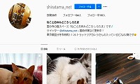 ねことお休みどころ しらたま 東京にある猫カフェ 子猫のへや ねことお休みどころ しらたま 東京にある猫カフェ 子猫のへや