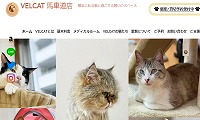 保護猫VELCAT馬車道店・ホームページ