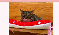 保護猫カフェMaron・ホームページ