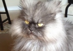 世界一毛の長い猫・初代チャンピオンに輝いたミャオ大佐(ColonelMeow)