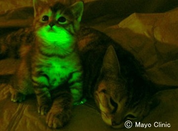 紫外線の下でぼんやりと緑色に発行するGFP猫